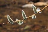 Salix gracilistyla