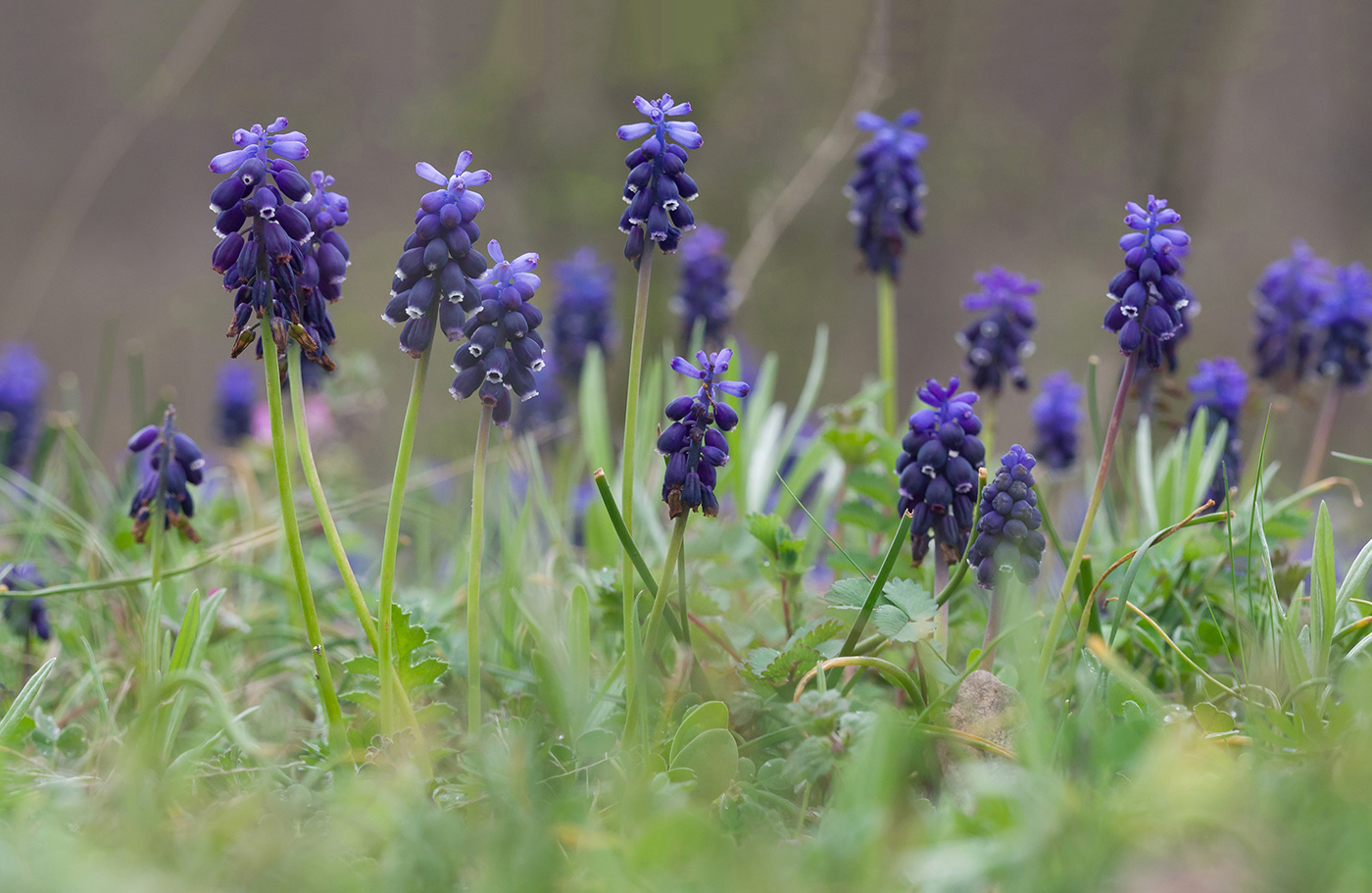 Изображение особи Muscari neglectum.