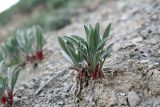 Convolvulus lineatus. Вегетирующее растение. Краснодарский край, г. Новороссийск, берег Суджукской лагуны, крутой глинистый склон. 29.04.2021.