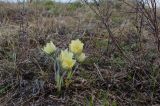 Pulsatilla uralensis