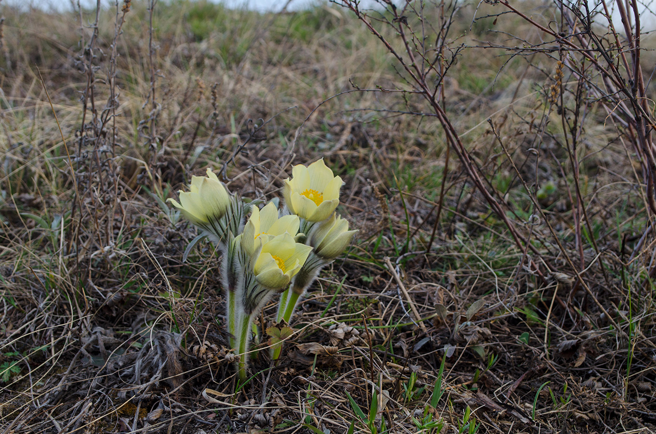 Изображение особи Pulsatilla uralensis.