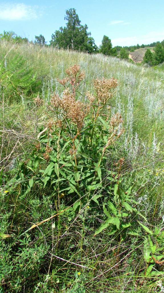 Изображение особи Filipendula stepposa.