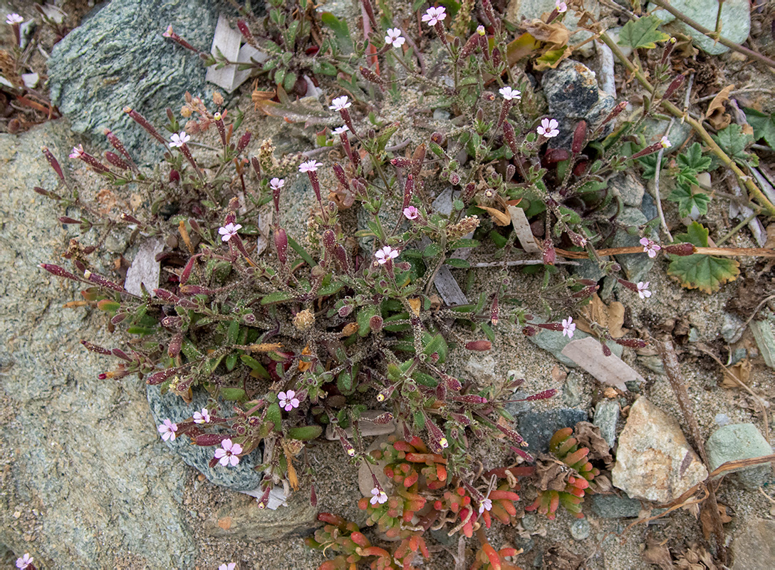 Изображение особи Silene pentelica.