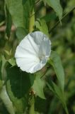 Calystegia sepium