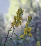 Genista tinctoria