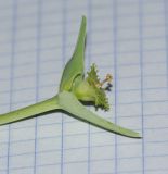 Euphorbia monteiroi