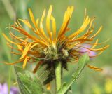 Inula orientalis