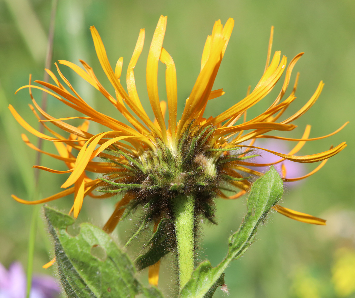 Изображение особи Inula orientalis.