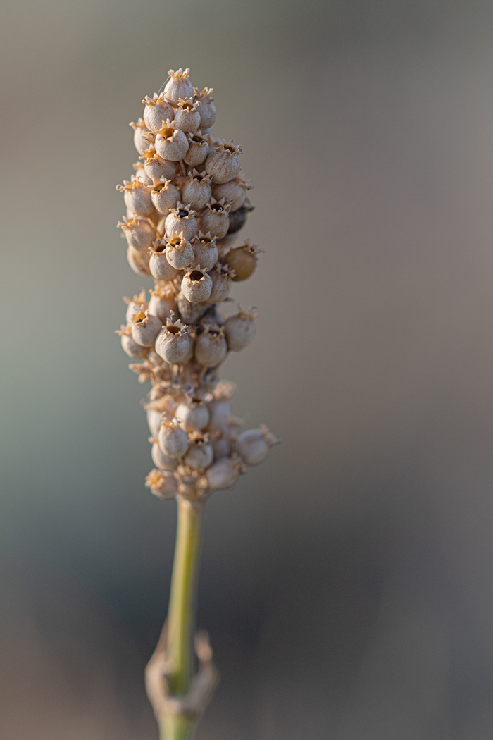 Image of Silene densiflora specimen.