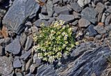 Draba