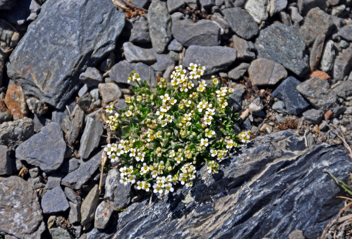 Изображение особи род Draba.