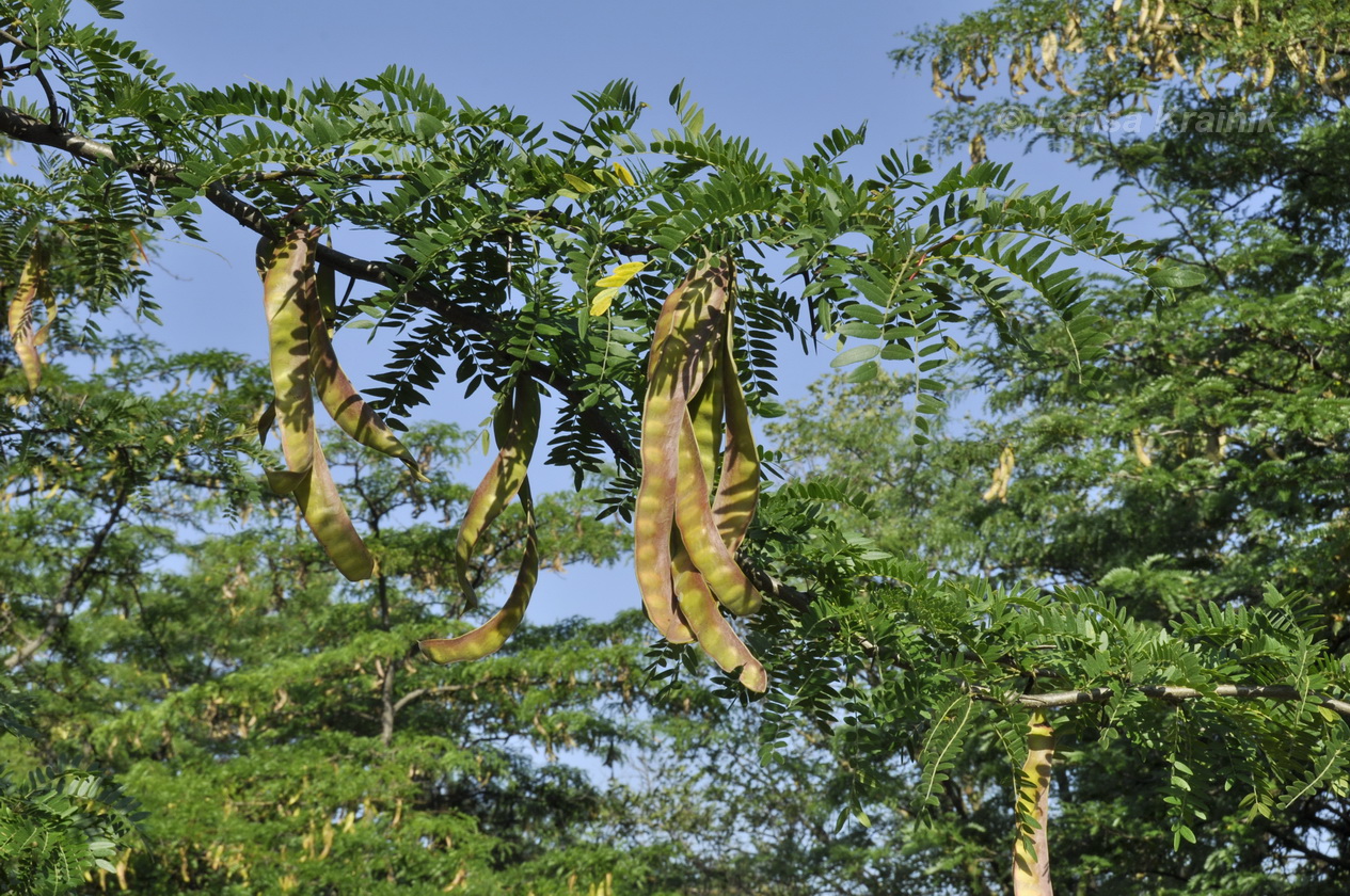 Изображение особи Gleditsia triacanthos.