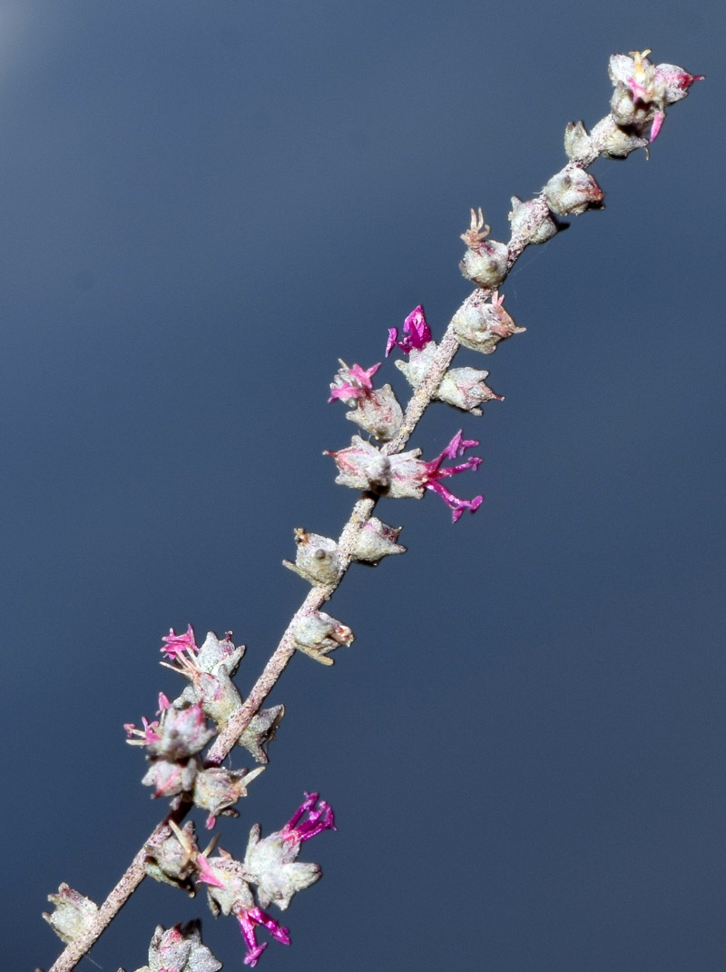 Изображение особи Salsola turkestanica.