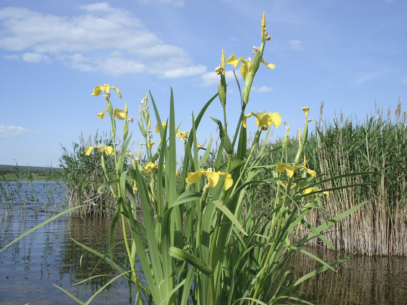 Изображение особи Iris pseudacorus.