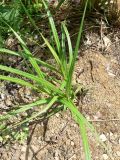 Carex atherodes