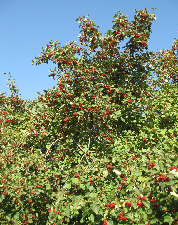 Изображение особи род Crataegus.