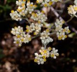 Helichrysum petiolare