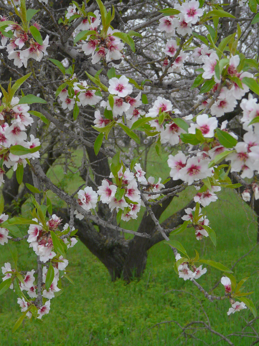 Изображение особи Amygdalus communis.