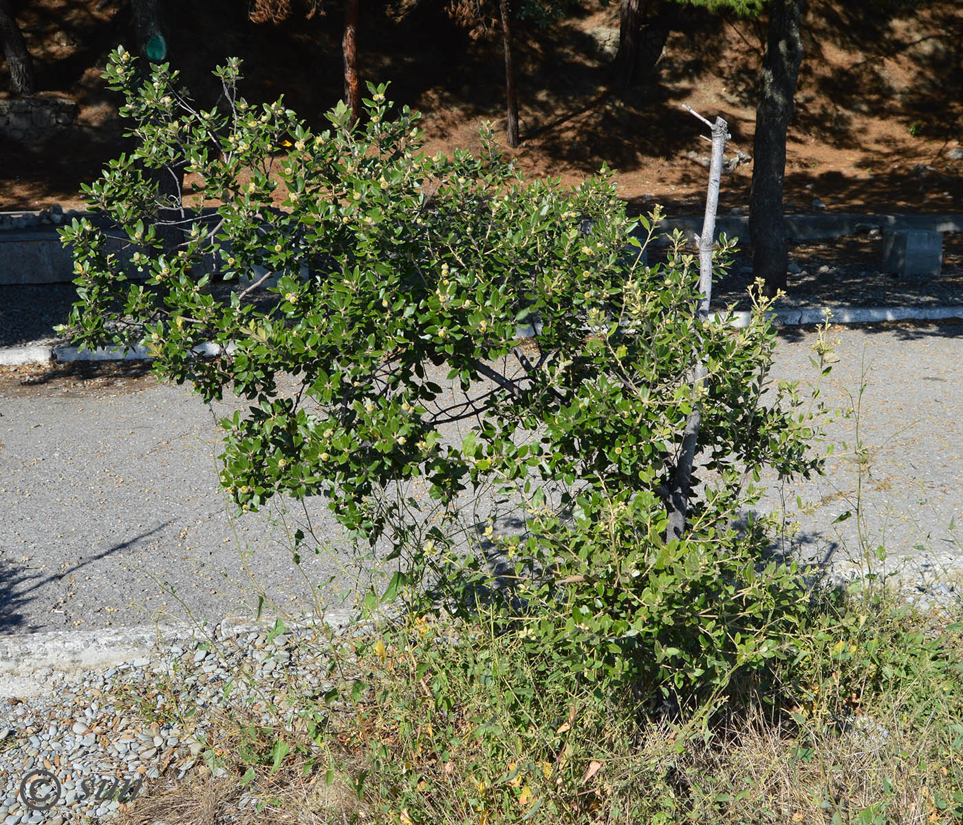 Image of Quercus ilex specimen.