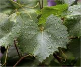 Image of taxon representative. Author is Виталий Гуменюк