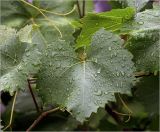 Vitis vinifera