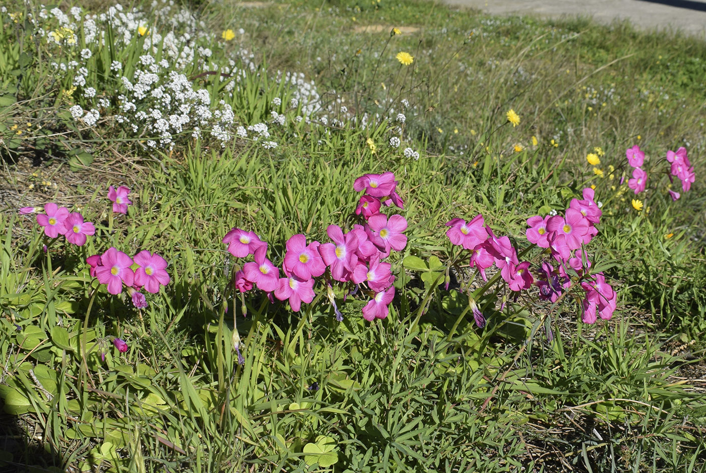 Изображение особи Oxalis bowiei.