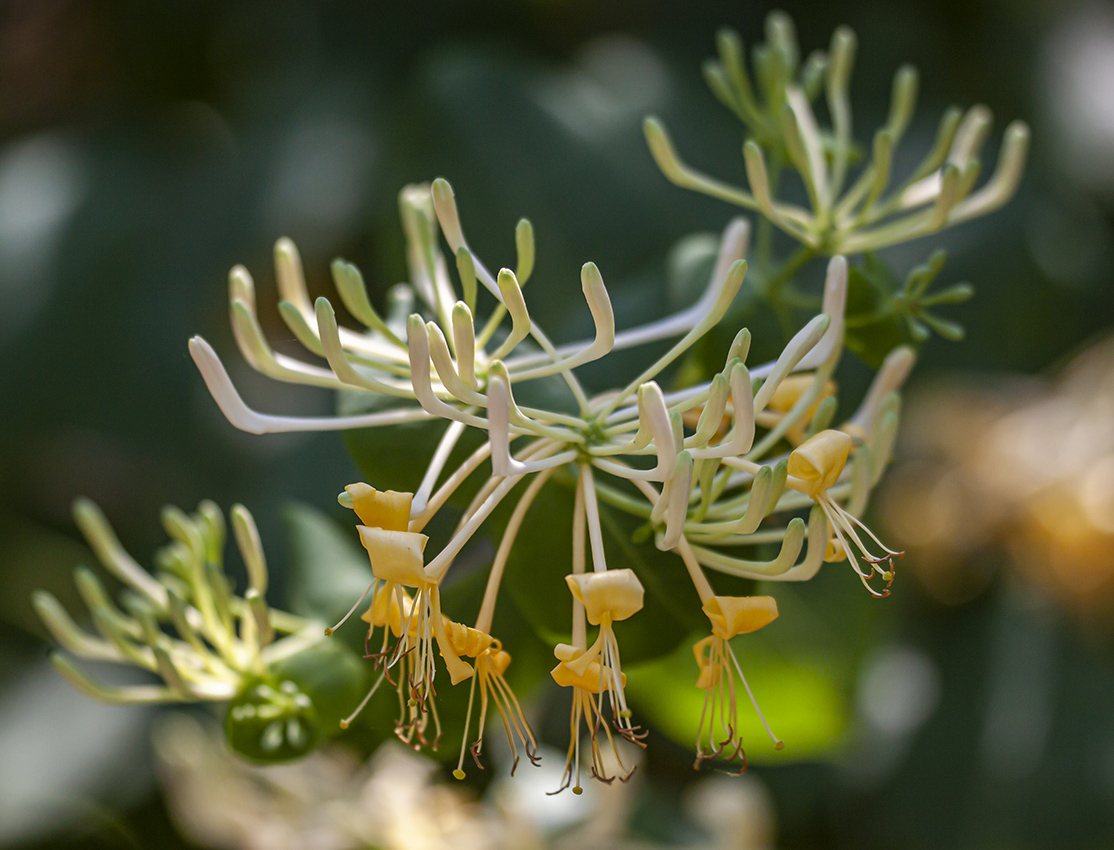 Изображение особи Lonicera etrusca.