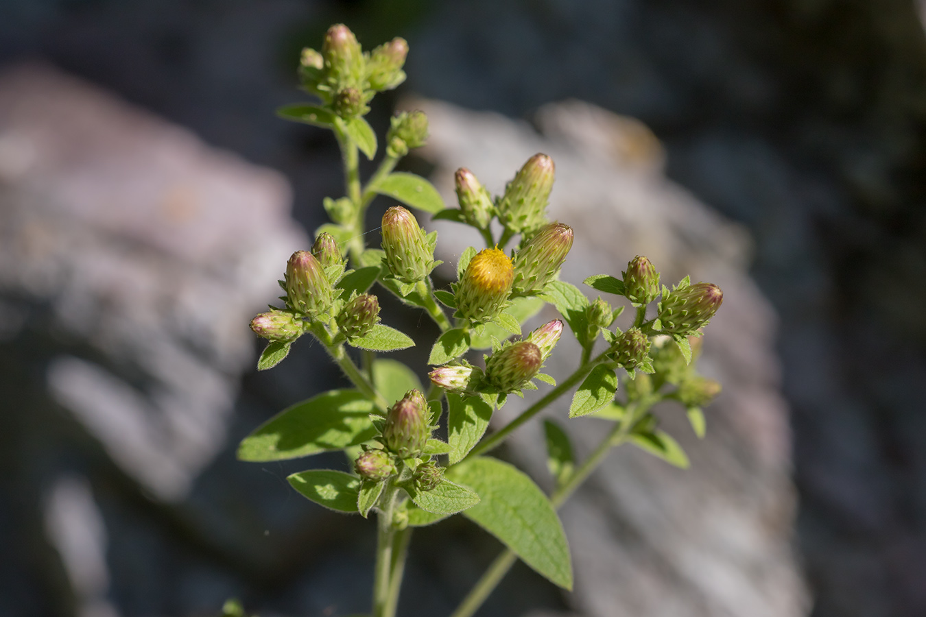 Изображение особи Inula conyza.