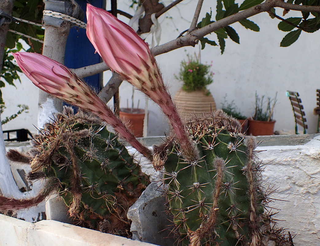 Image of Echinopsis oxygona specimen.