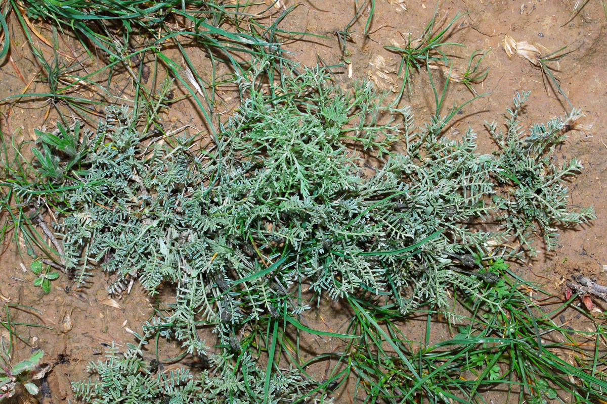 Image of Astragalus dianthus specimen.