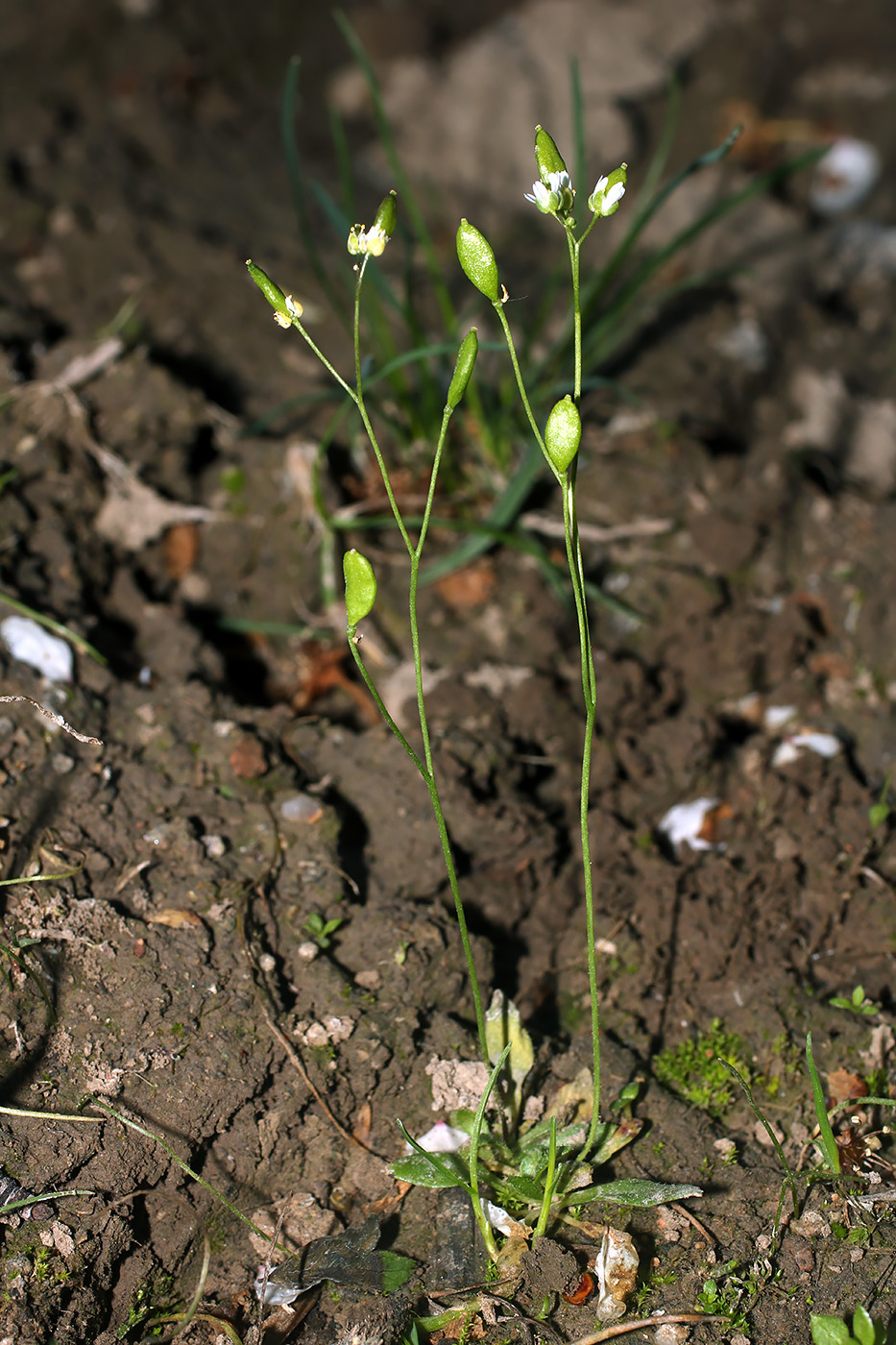 Изображение особи Erophila verna.