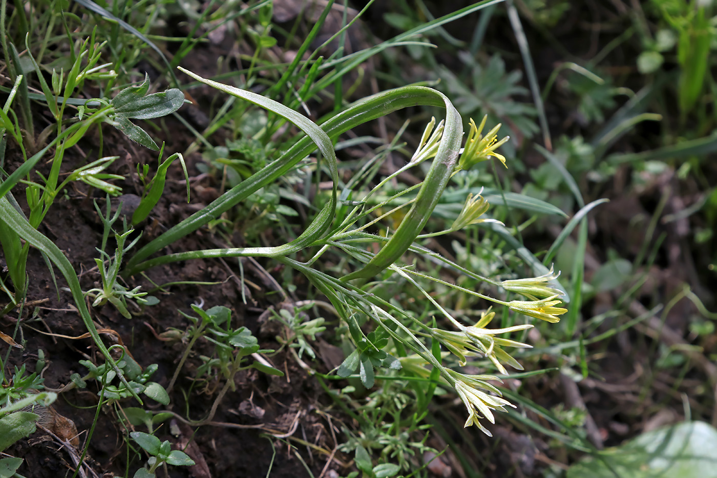 Изображение особи Gagea filiformis.