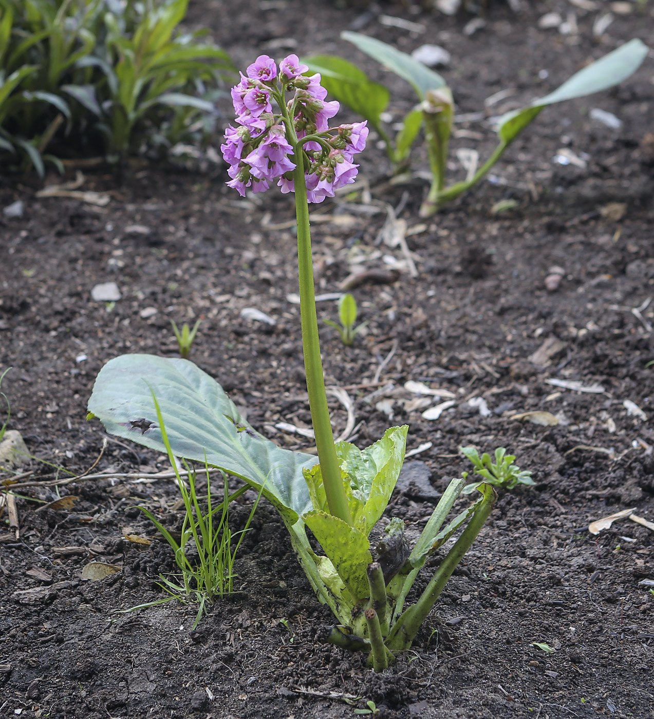 Image of Bergenia crassifolia specimen.