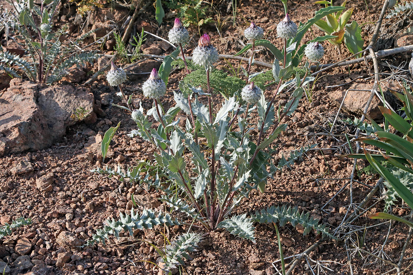 Изображение особи Cousinia strobilocephala.