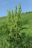 Rumex patientia