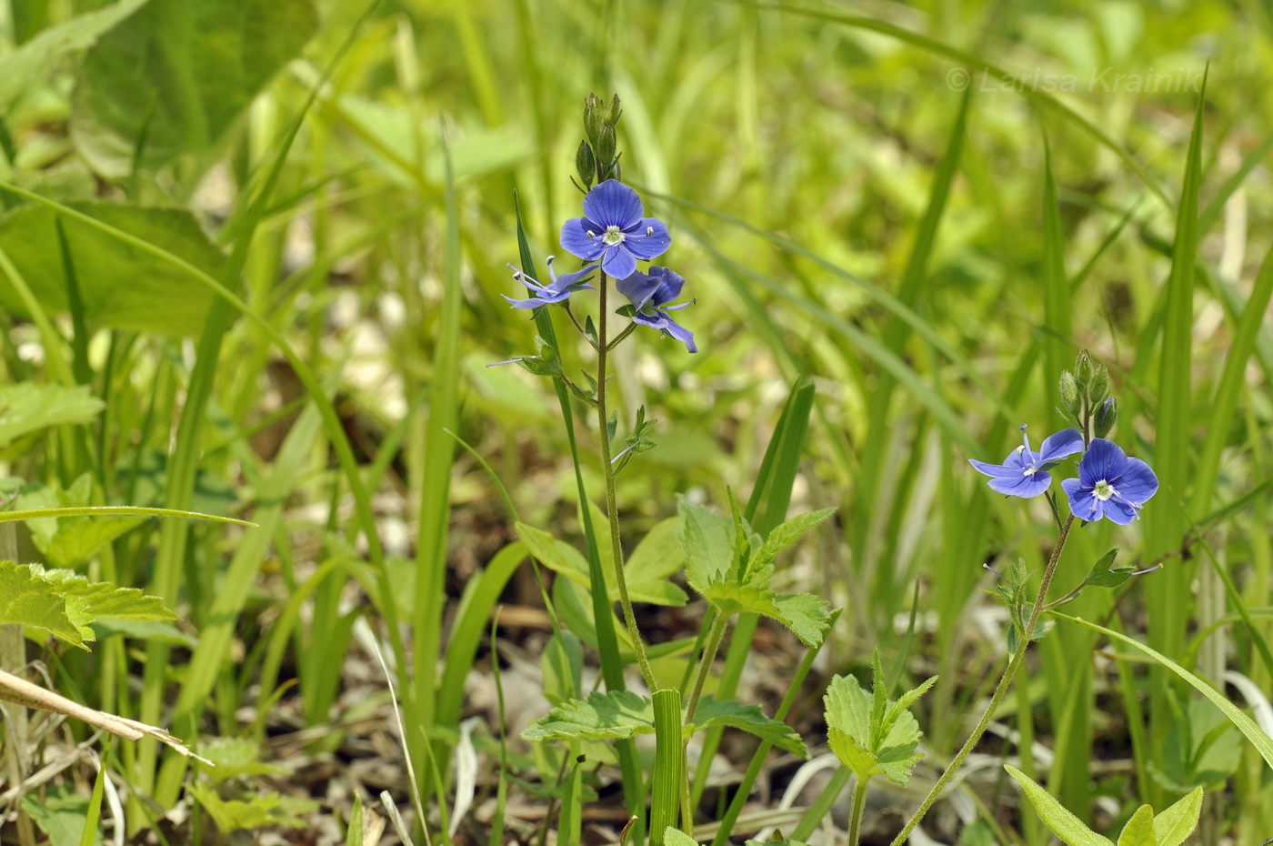 Image of Veronica chamaedrys specimen.