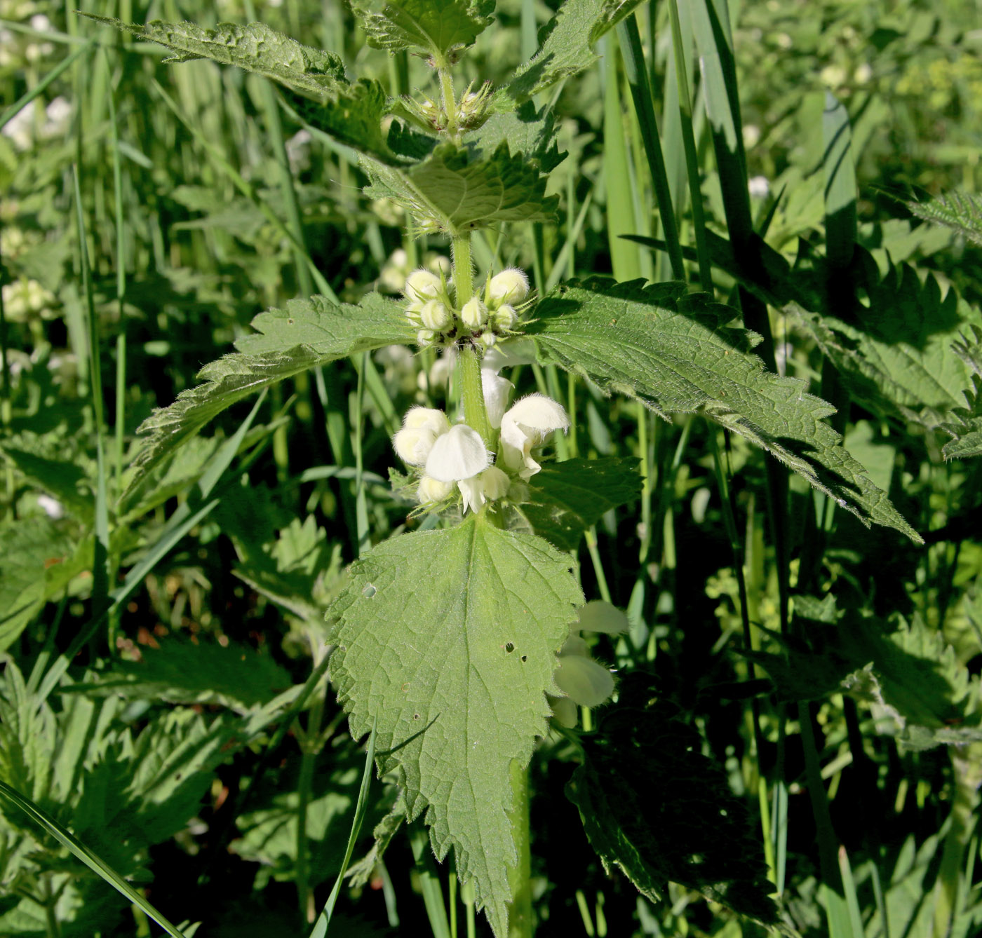 Image of Lamium album specimen.