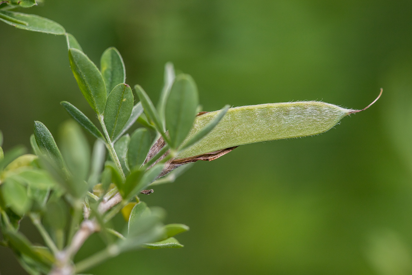 Image of genus Chamaecytisus specimen.