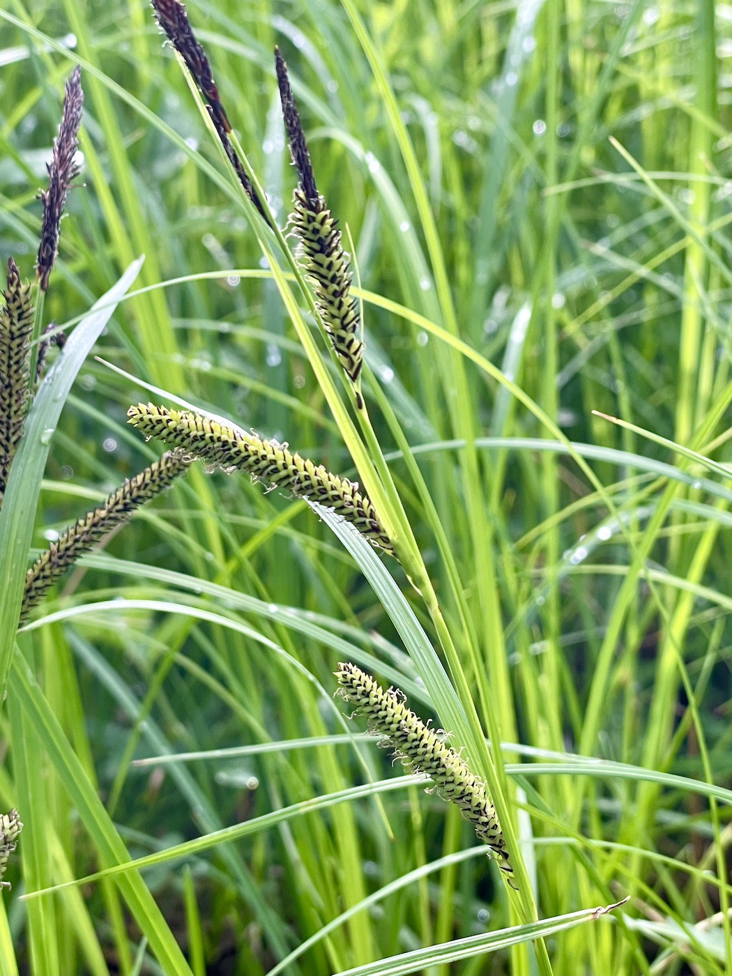 Изображение особи Carex acuta.