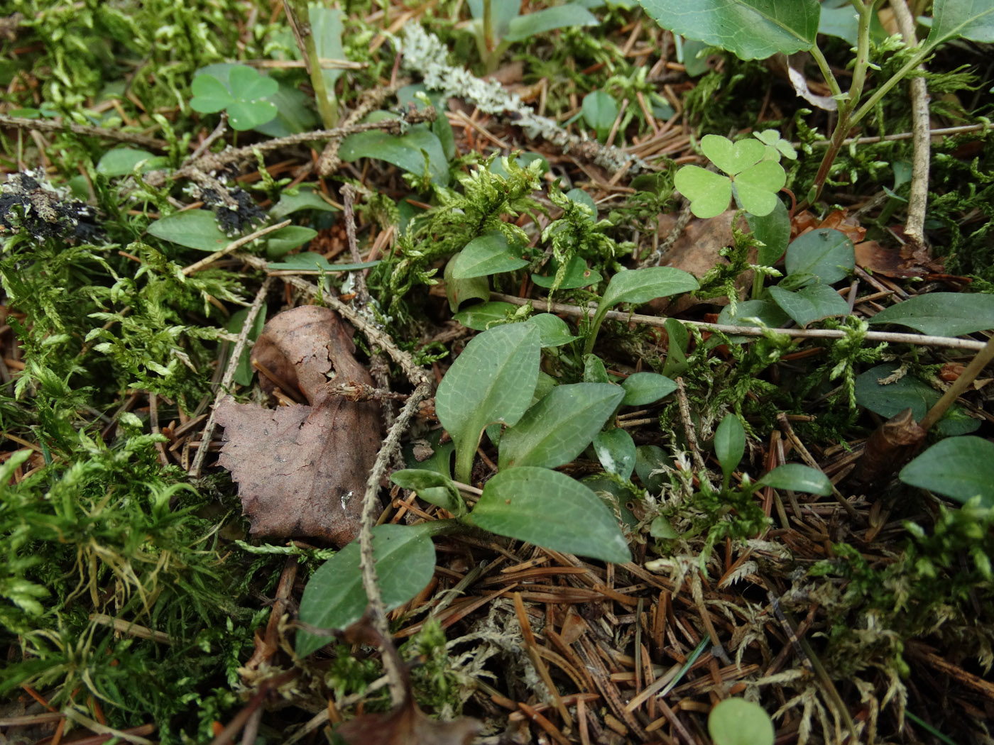 Image of Goodyera repens specimen.