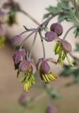 Thalictrum foetidum подвид acutilobum. Соцветие. Алтай, Кош-Агачский р-н, 3 км СВ с. Кокоря, глинистый склон. 24 июня 2022 г.