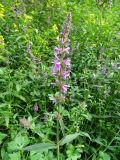 Stachys palustris