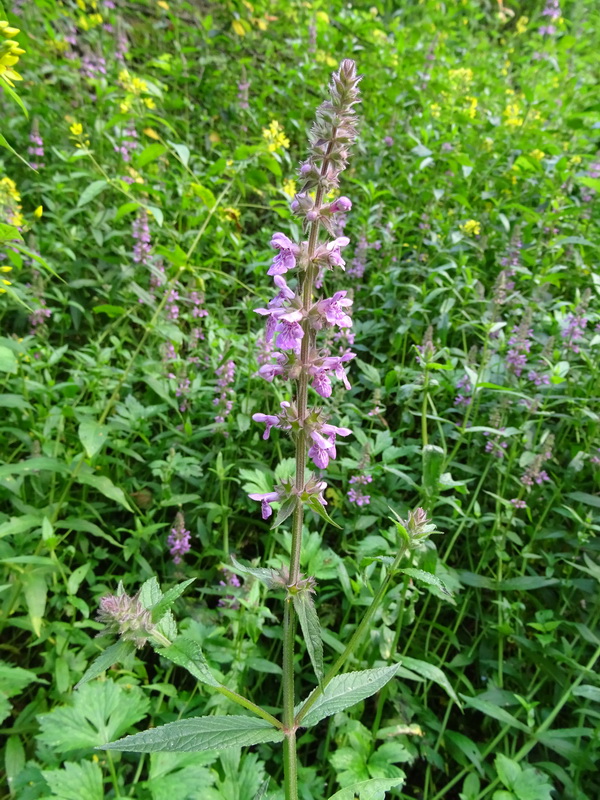 Изображение особи Stachys palustris.