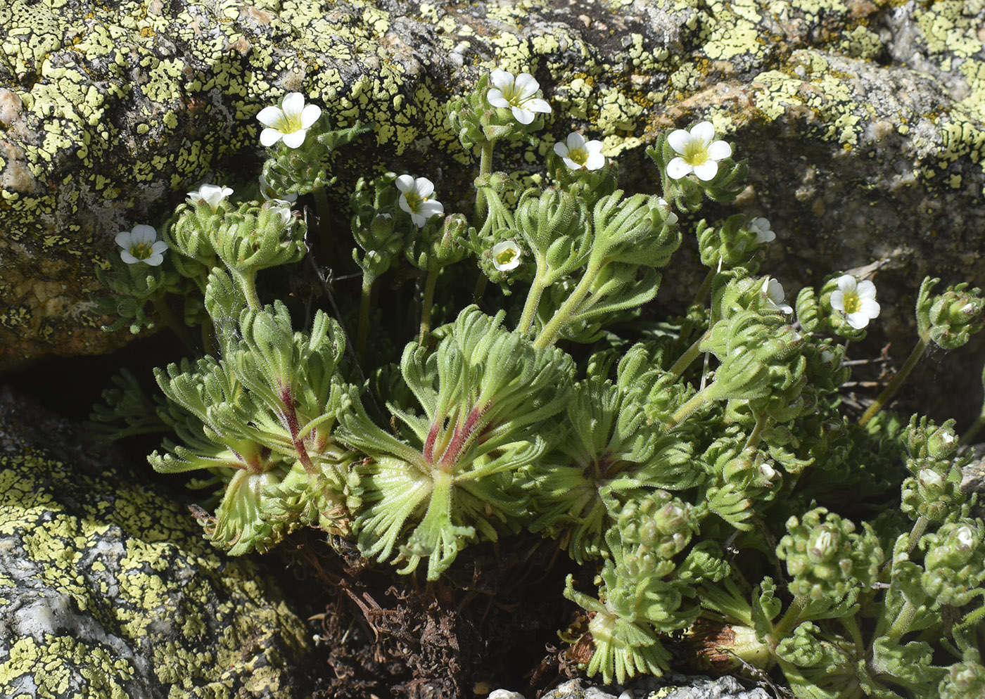 Image of Saxifraga pubescens specimen.
