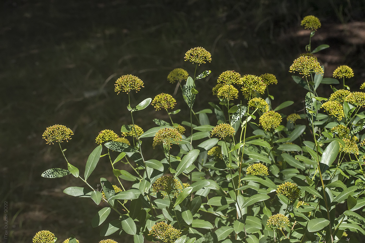 Image of Bupleurum fruticosum specimen.