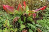 Rumex aquaticus. Растение с принимающими осеннюю окраску и увядающими листьями. Беларусь, Витебская обл., пос. Езерище, нарушенный сырой луг, зарастающий отвал грунта у придорожной дренажной канавы. 17.09.2022.