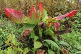 Rumex aquaticus