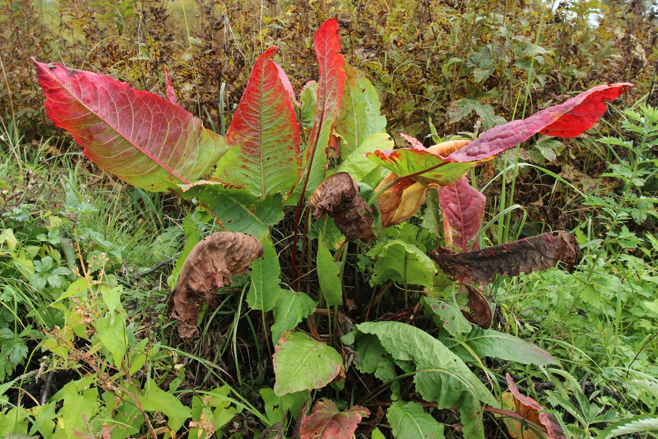 Изображение особи Rumex aquaticus.