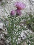 Lamyra echinocephala