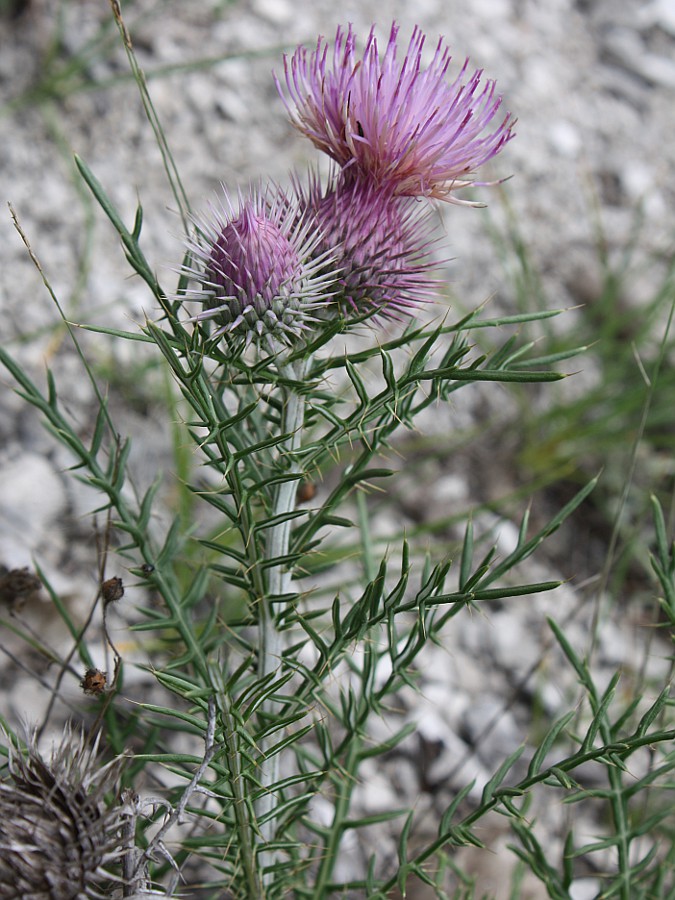 Image of Lamyra echinocephala specimen.